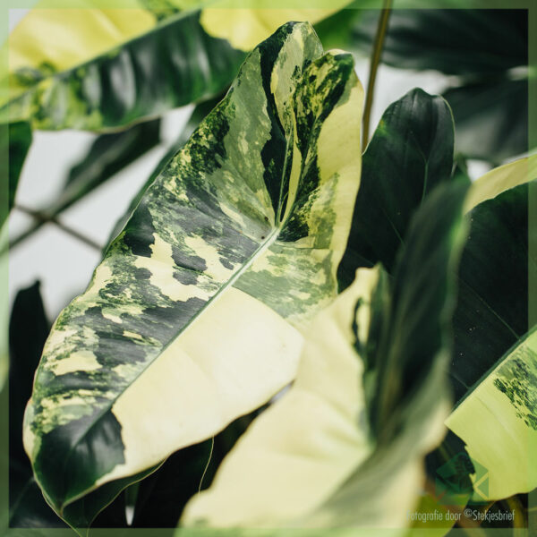 購買 Philodendron Burle Marx Variegata