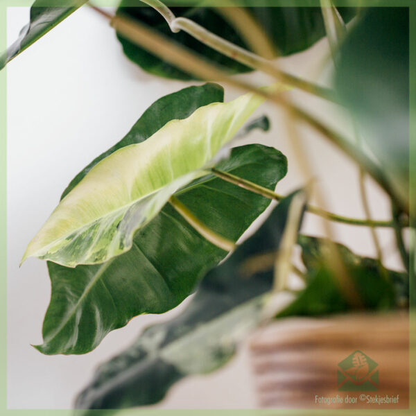 Philodendron Burle Marx Variegata kopen