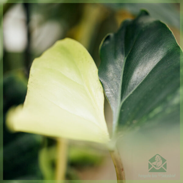 購買 Philodendron Burle Marx Variegata