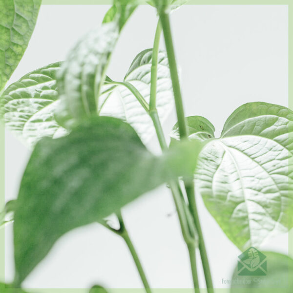 Piper sarmentosum - виетнамски листен пипер - купете