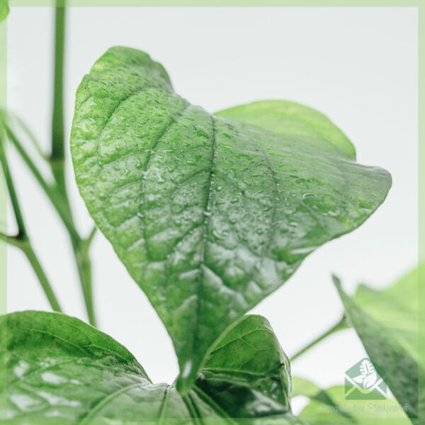 Piper sarmentosum - Vietnamese bladpeper - kopen