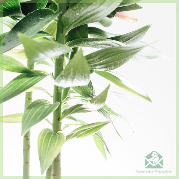 Topflilie - Kauf und Pflege einer blühenden Zimmerpflanze