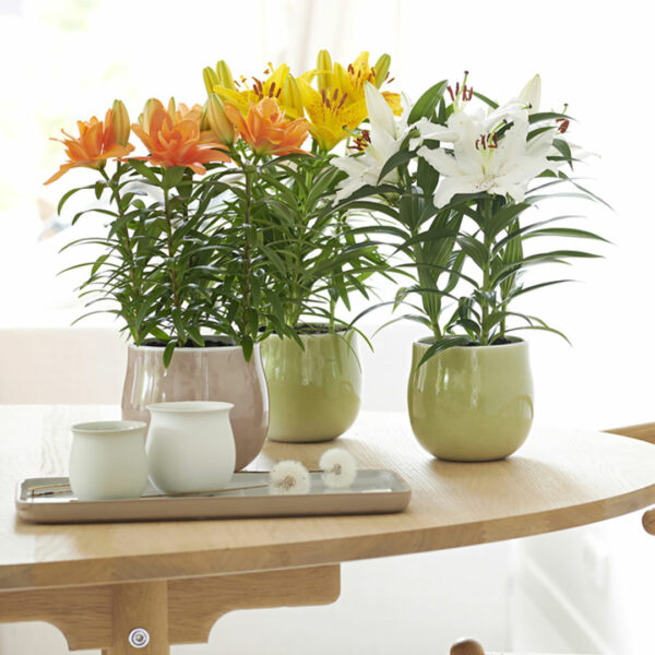 Pot lily - mua và chăm sóc cây trồng trong nhà ra hoa