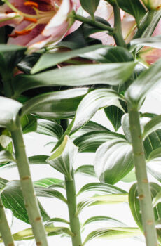Potlelie - bloeiende kamerplant kopen en verzorgen
