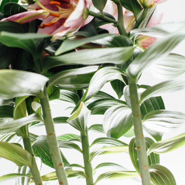 Pot lily - mua và chăm sóc cây trồng trong nhà ra hoa