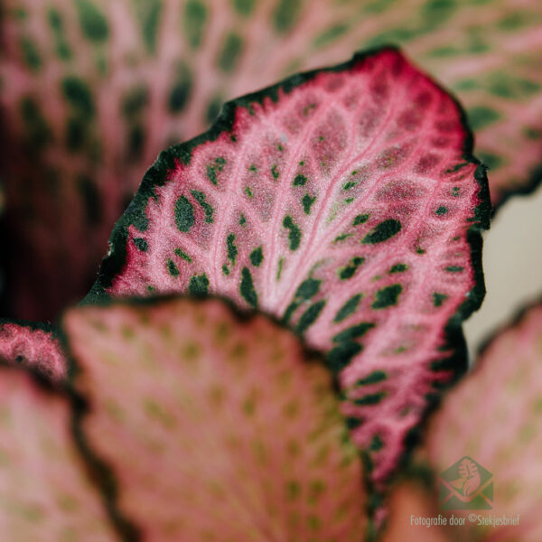 Fittonia verschaffeltii mosaic tipu ngahere mawhero ngahere mura mura - tipu whare - tipu