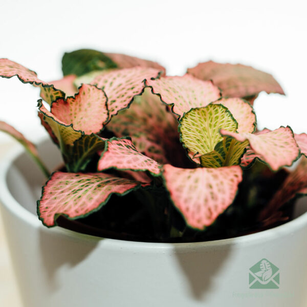 Fittonia verschaffeltii mozaïekplant roze forest flame nerve plant - kamerplanten - plantje