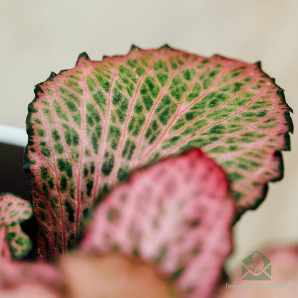 Fittonia verschaffeltii 모자이크 식물 핑크 숲 불꽃 신경 식물 - 관엽 식물 - 식물