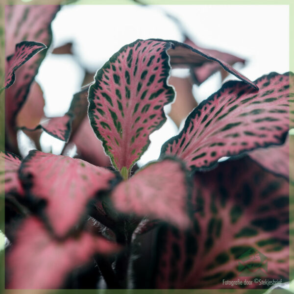 Fittonia verschaffeltii mozaïekplant roze forest flame nerve plant - kamerplanten - plantje