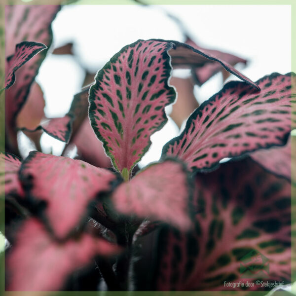 Fittonia verschaffeltii 모자이크 식물 핑크 숲 불꽃 신경 식물 - 관엽 식물 - 식물