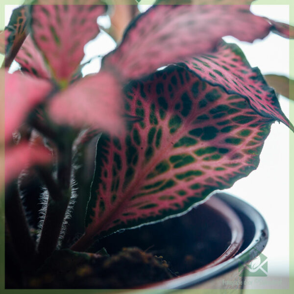 Fittonia verschaffeltii 모자이크 식물 핑크 숲 불꽃 신경 식물 - 관엽 식물 - 식물