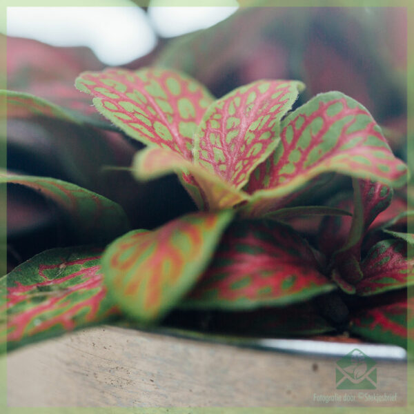 Fittonia verschaffeltii neongröna rosa blad