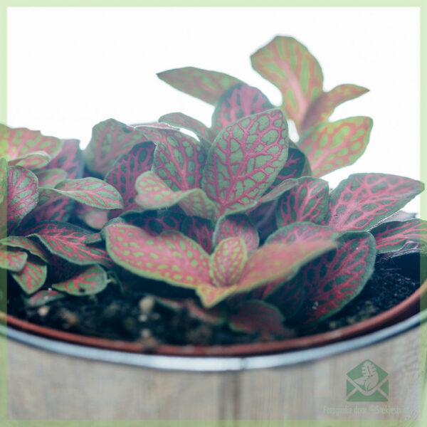 Fittonia verschaffeltii 네온 그린 핑크 잎