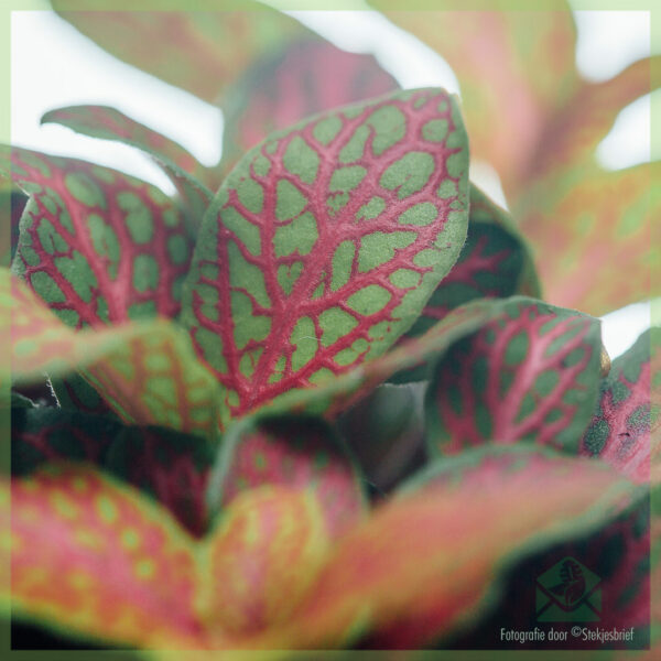 Fittonia verschaffeltii neon groen roze bladeren