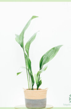 Aspidistra Elatior خریدنا اور دیکھ بھال کرنا