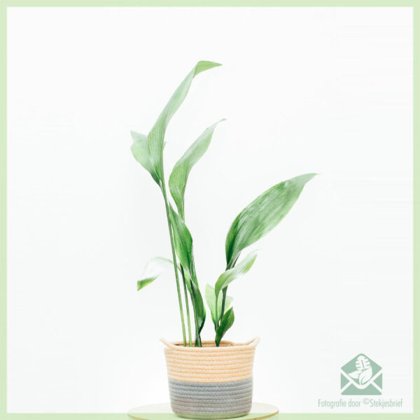 Aspidistra Elatior මිලදී ගැනීම සහ රැකබලා ගැනීම