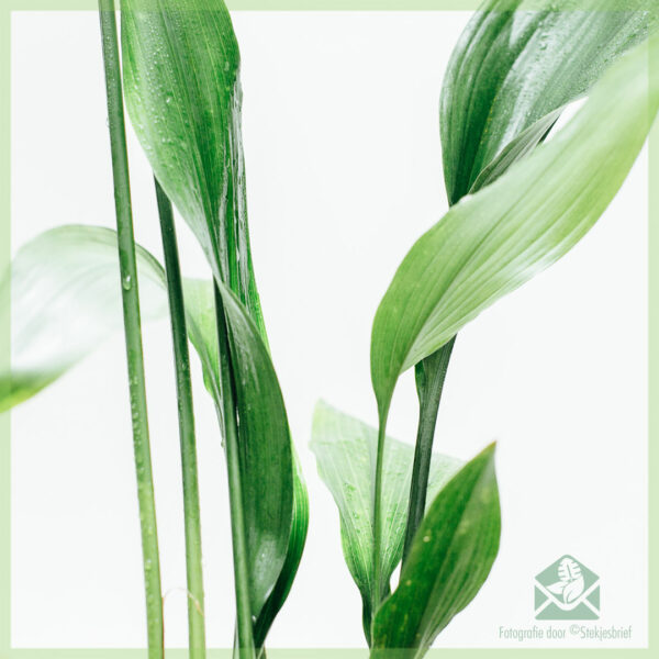 Aspidistra Elatior මිලදී ගැනීම සහ රැකබලා ගැනීම