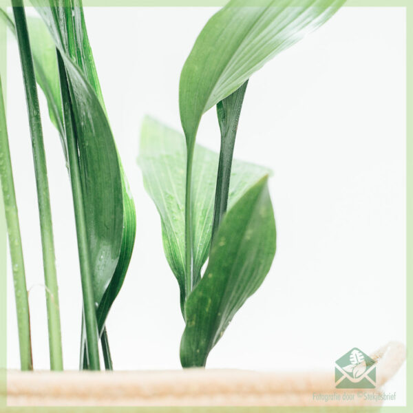 Aspidistra Elatior 구입 및 관리