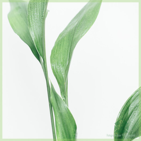 Aspidistra Elatior kopen en verzorgen
