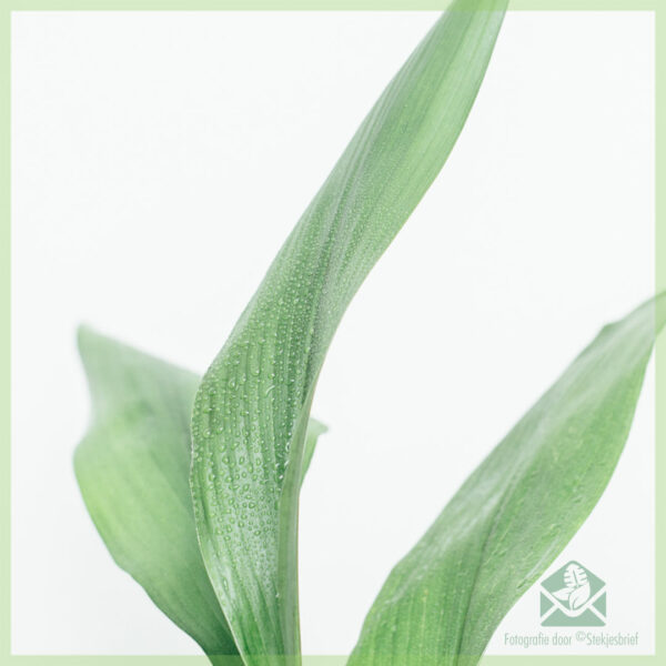 Aspidistra Elatior വാങ്ങുകയും പരിപാലിക്കുകയും ചെയ്യുന്നു