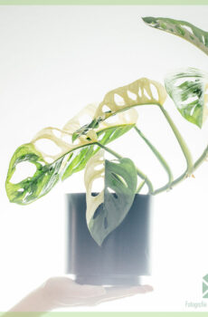 Kaufen Sie Monstera adansonii bunt - Topf 13 cm