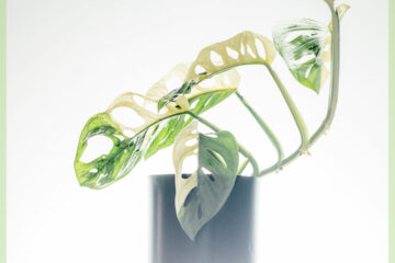 Buy Monstera adansonii variegata - pot 13 cm