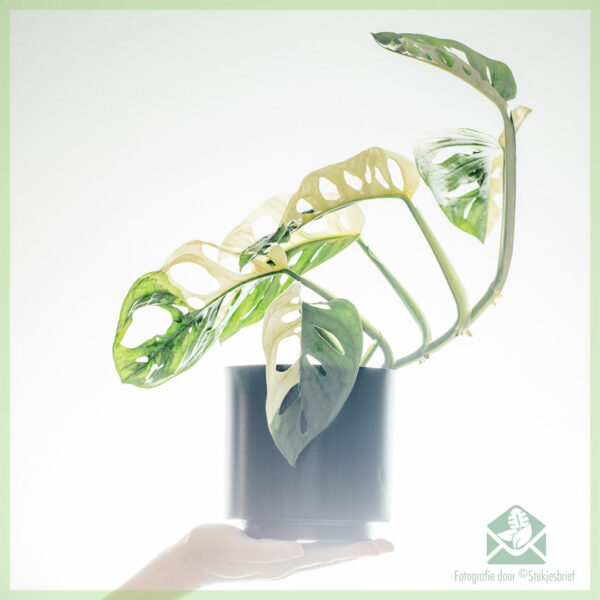 Monstera adansonii 잡색 - 냄비 13 cm 구매