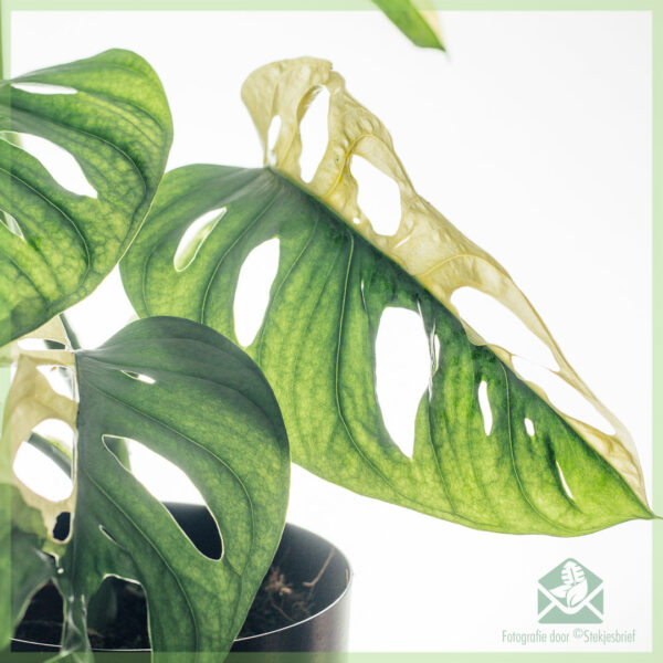 Monstera adansonii variegated - pot 13 cm kopen