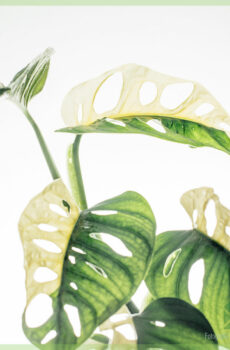 Buy Monstera adansonii variegata - pot 13 cm