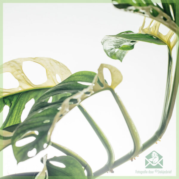 Monstera adansonii variegated വാങ്ങുക - കലം 13 സെ.മീ