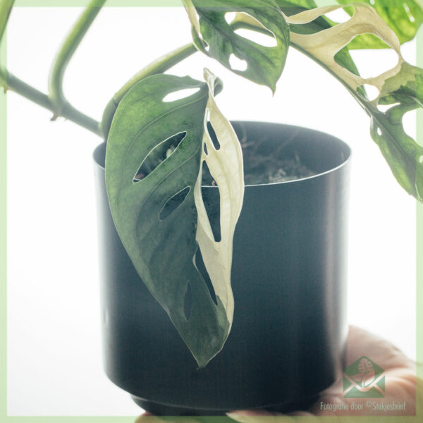 Monstera adansonii variegated - pot 13 cm kopen