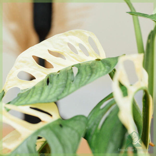 Monstera adansonii variegated - pot 13 cm kopen