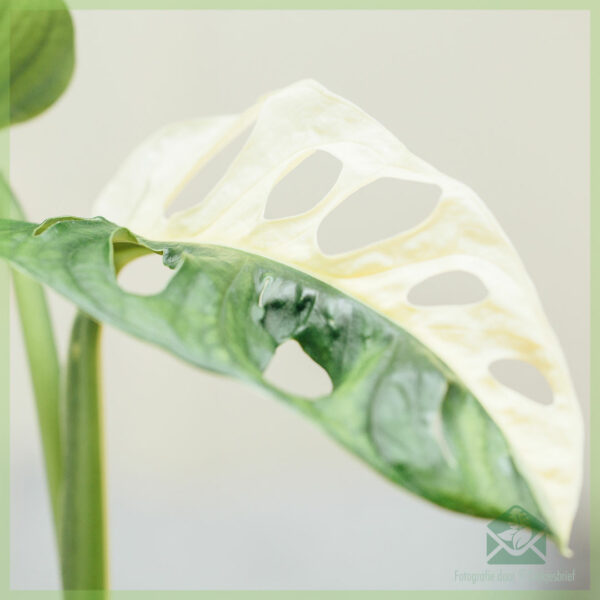 Monstera adansonii variegated വാങ്ങുക - കലം 13 സെ.മീ