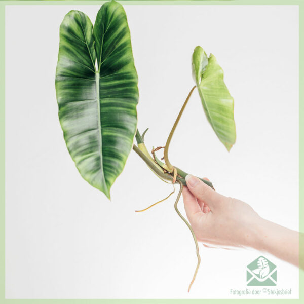 Philodendron Burle مارکس کی غیر جڑی کٹنگ خریدیں۔