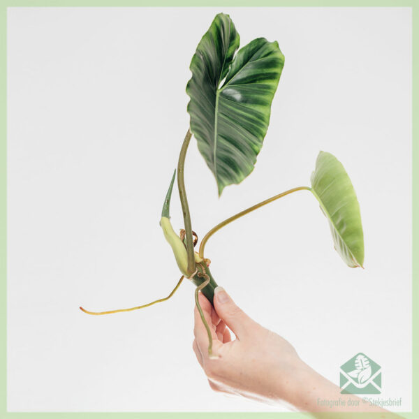 Philodendron Burle مارکس کی غیر جڑی کٹنگ خریدیں۔