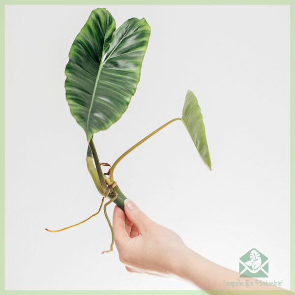 Philodendron Burle Marx මුල් නොදැමූ දඩු කැබලි මිලදී ගන්න
