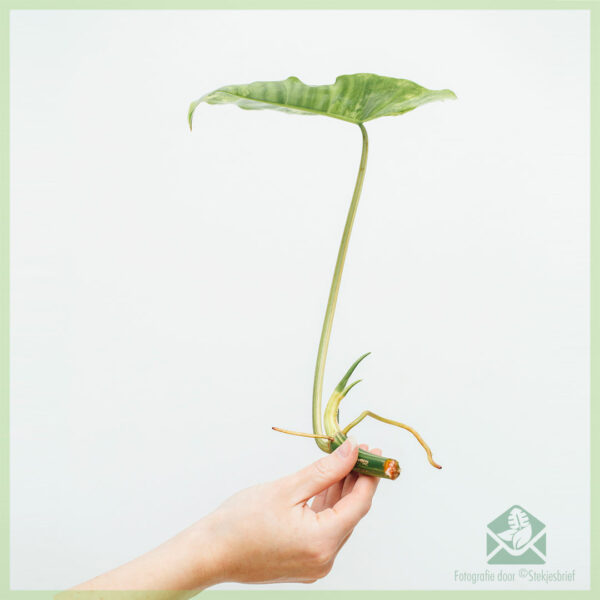 Philodendron Burle Marx Variegata ongeworteld stekje kopen