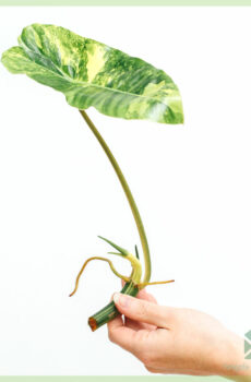 Achte Philodendron Burle Marx Variegata unrooted koupe