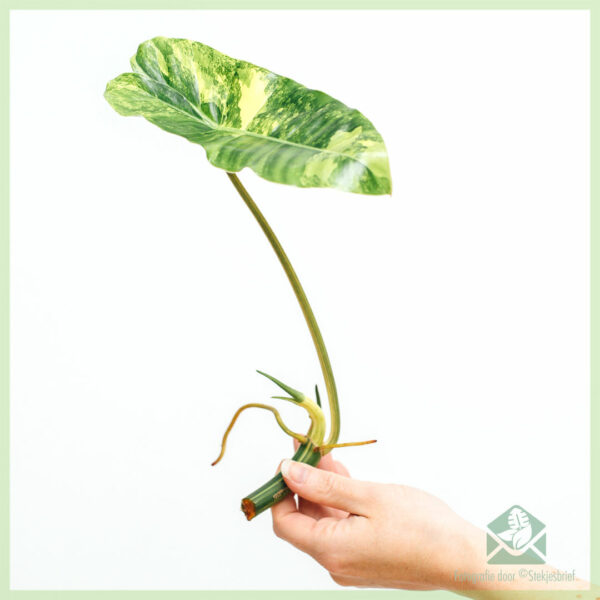 Philodendron Burle Marx Variegata ongeworteld stekje kopen