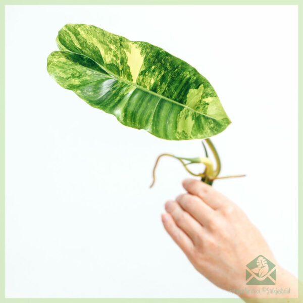 Philodendron Burle Marx Variegata ongeworteld stekje kopen