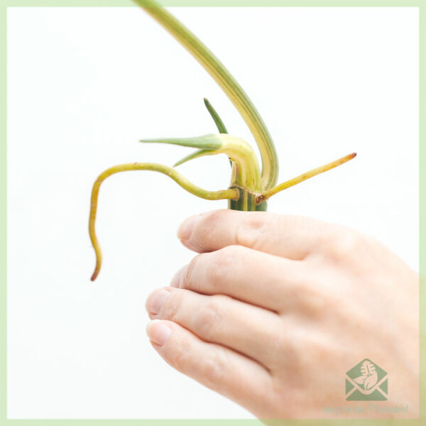 Philodendron Burle Marx Variegata ongeworteld stekje kopen
