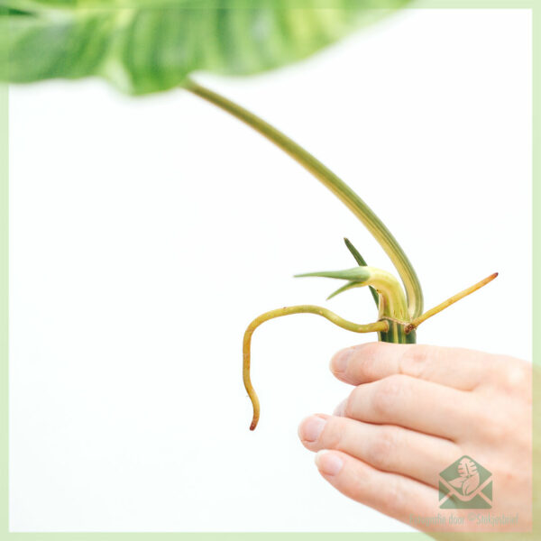 Philodendron Burle Marx Variegata 뿌리 없는 절단 구매