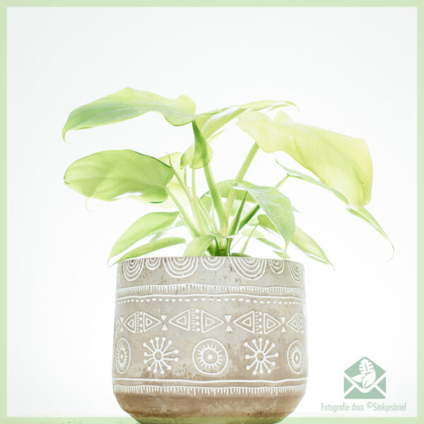 Koop Philodendron Goue Viool