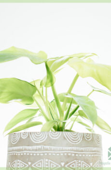 Buy Philodendron