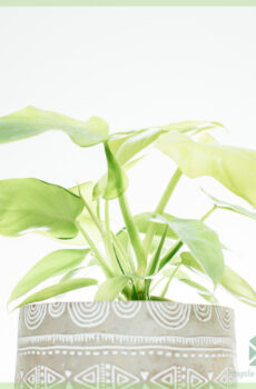 Philodendron Golden Violin kopen