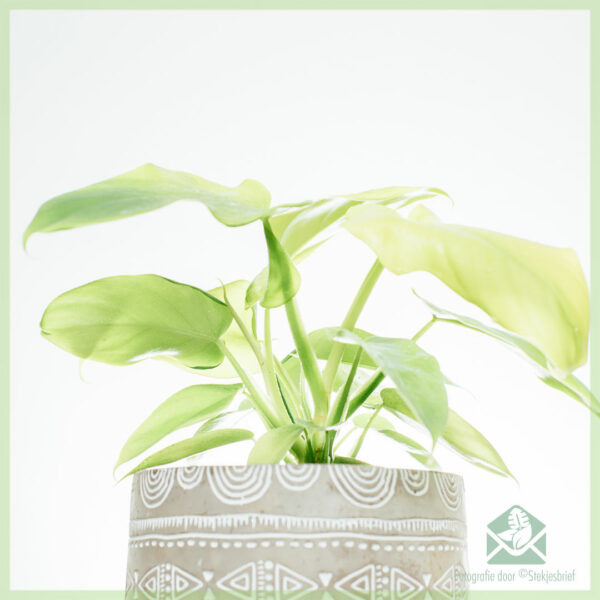 Koop Philodendron Goue Viool