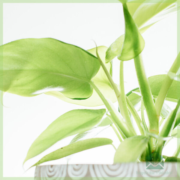 Koop Philodendron Goue Viool