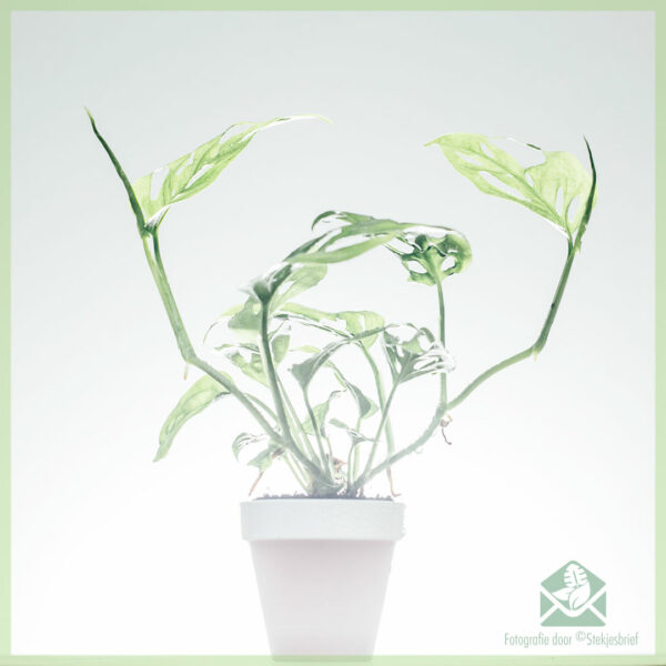 Philodendron Monstera acuminata gewortelde stekje kopen