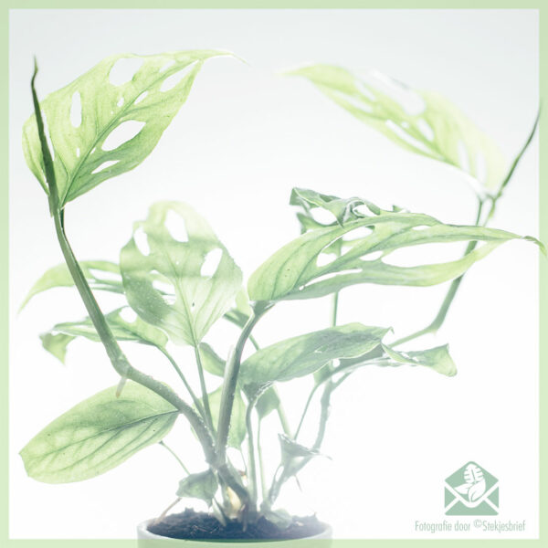 Philodendron Monstera acuminata gewortelde stekje kopen