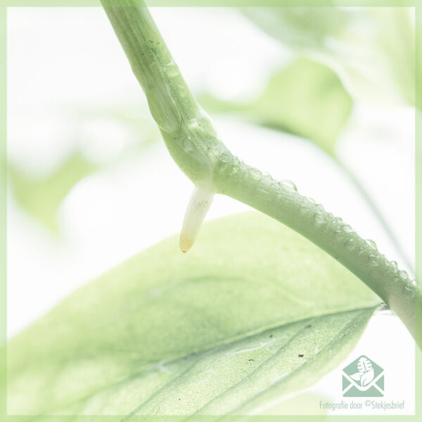 Philodendron Monstera acuminata gewortelde stekje kopen